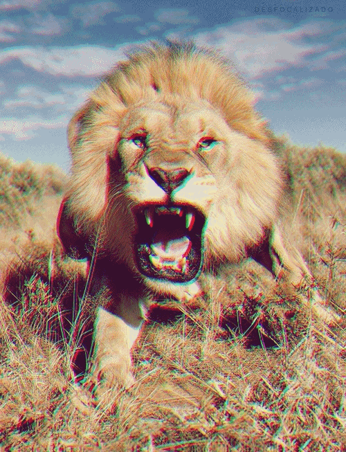 lion gif